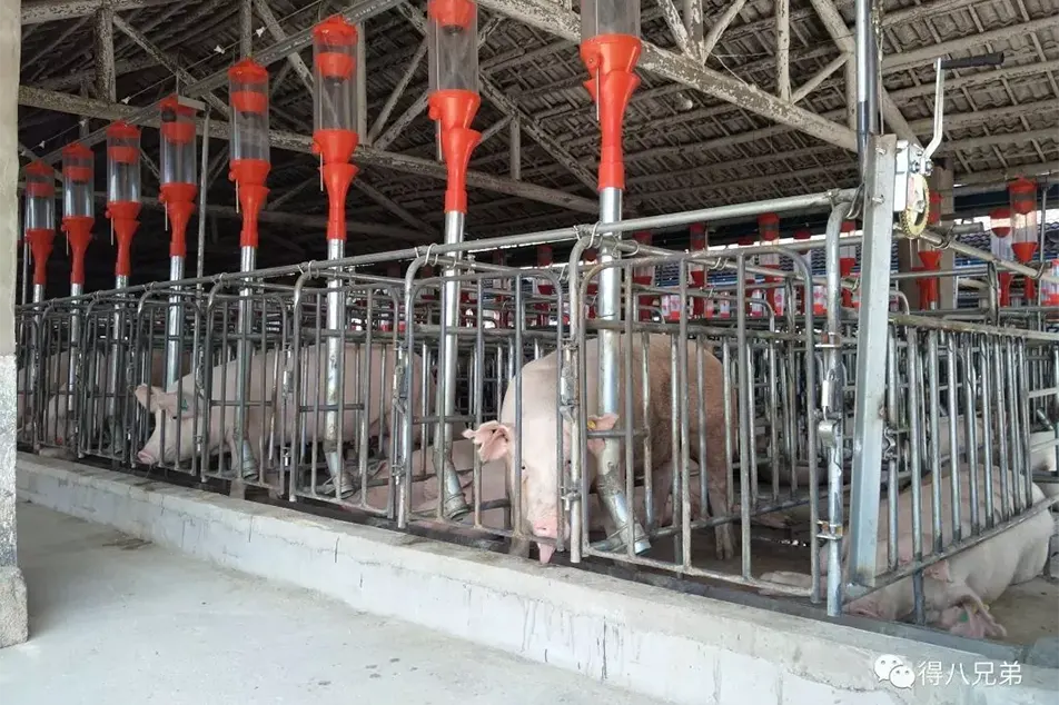 Pemberian makanan dan langkah pengurusan untuk farrowing sow