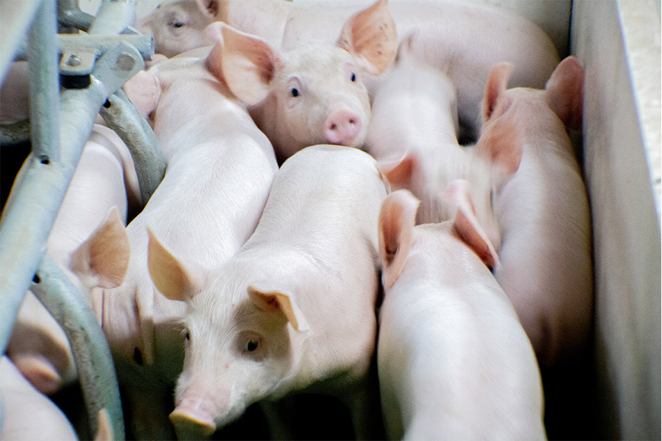 Welsafe Farrowing Crate: Meningkatkan Kebajikan Babi dalam Pengurusan Farrowing