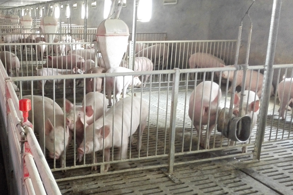 Mengoptimumkan Amalan Penternakan Babi untuk Kelestarian dan Kesihatan Persekitaran
