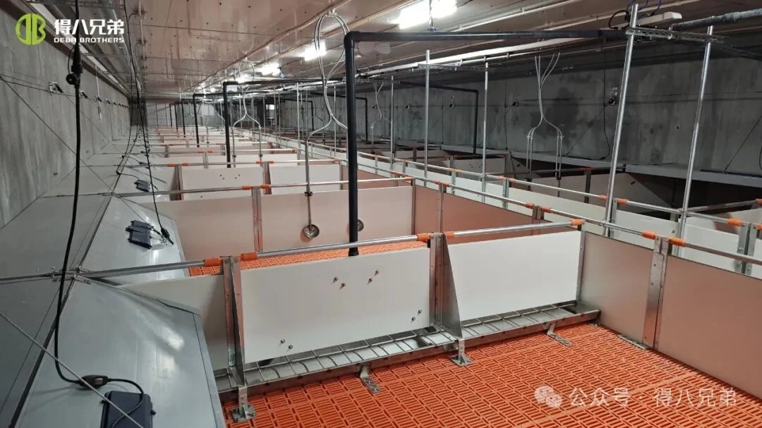 Pencegahan & Pengurusan Tekanan Haba di Ladang Babi Semasa Cuaca Panas