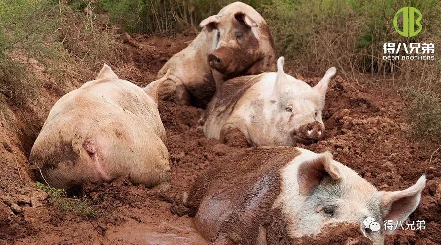 Kesan Tekanan Haba terhadap Kesihatan Usus, Sistem Imun dan Kualiti Daging Babi