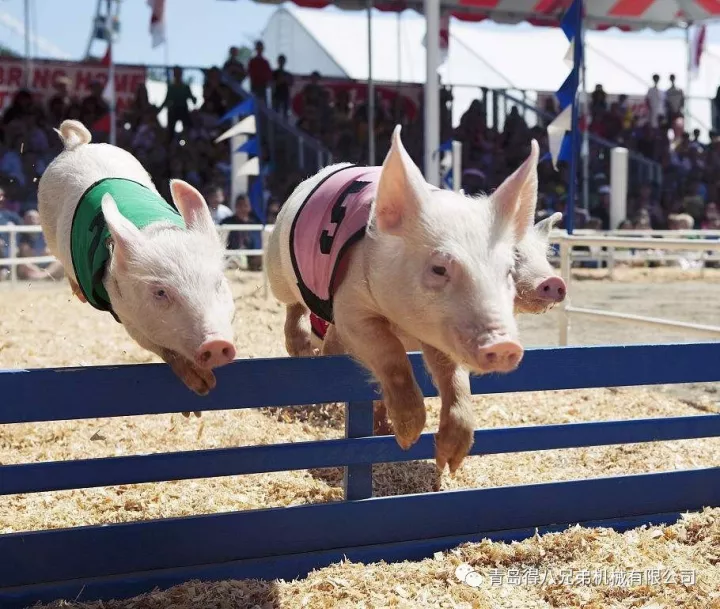 Bagaimana Ladang Babi Memendekkan Tempoh Farrowing Sows untuk Penghantaran Anak Babi yang Cekap