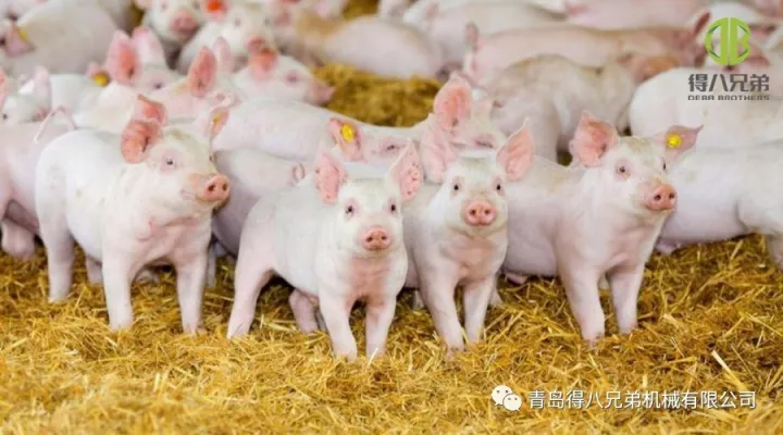 Meningkatkan Kebajikan Haiwan Ladang Babi – Edisi China